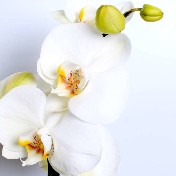 Ivory Orchid Planter