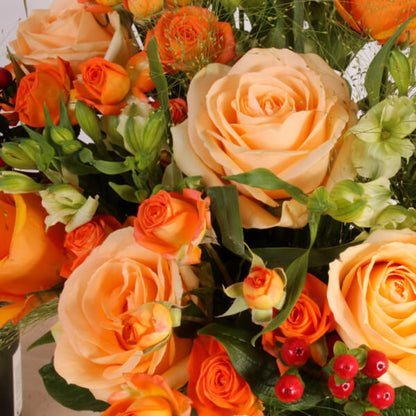 Apricot Glow