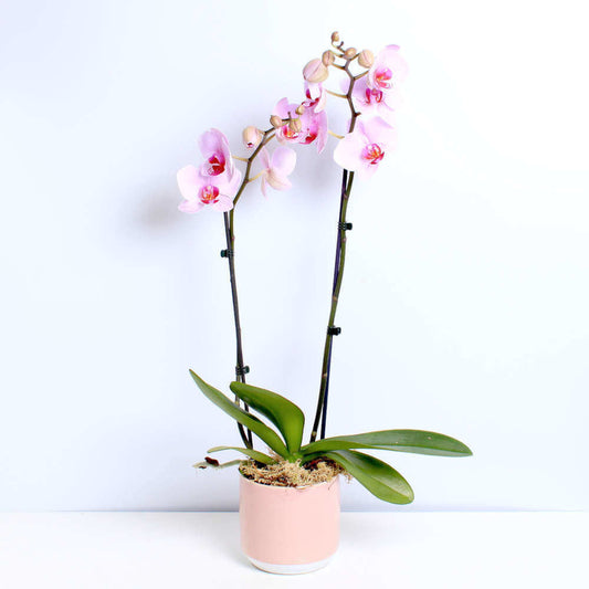 Blush Orchid Planter