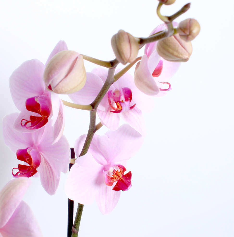 Blush Orchid Planter