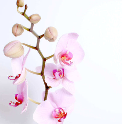 Blush Orchid Planter