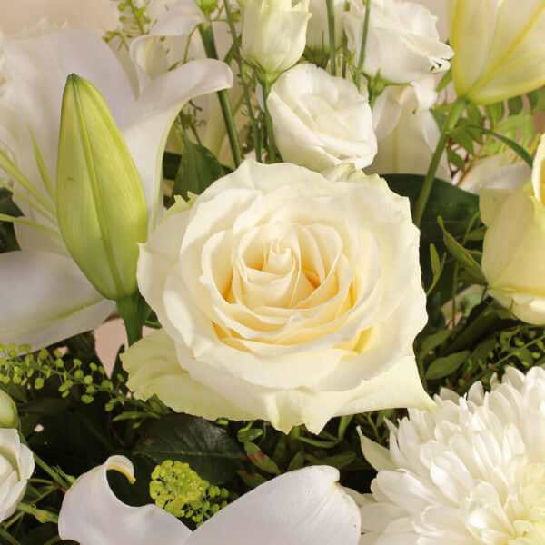 Classic Ivory