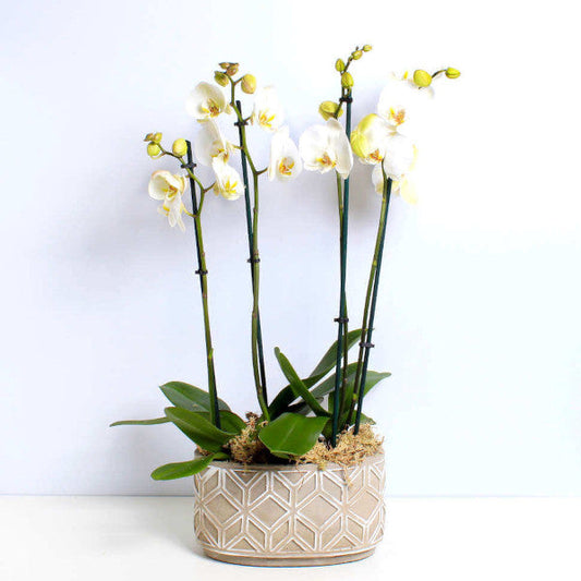 Ivory Orchid Planter
