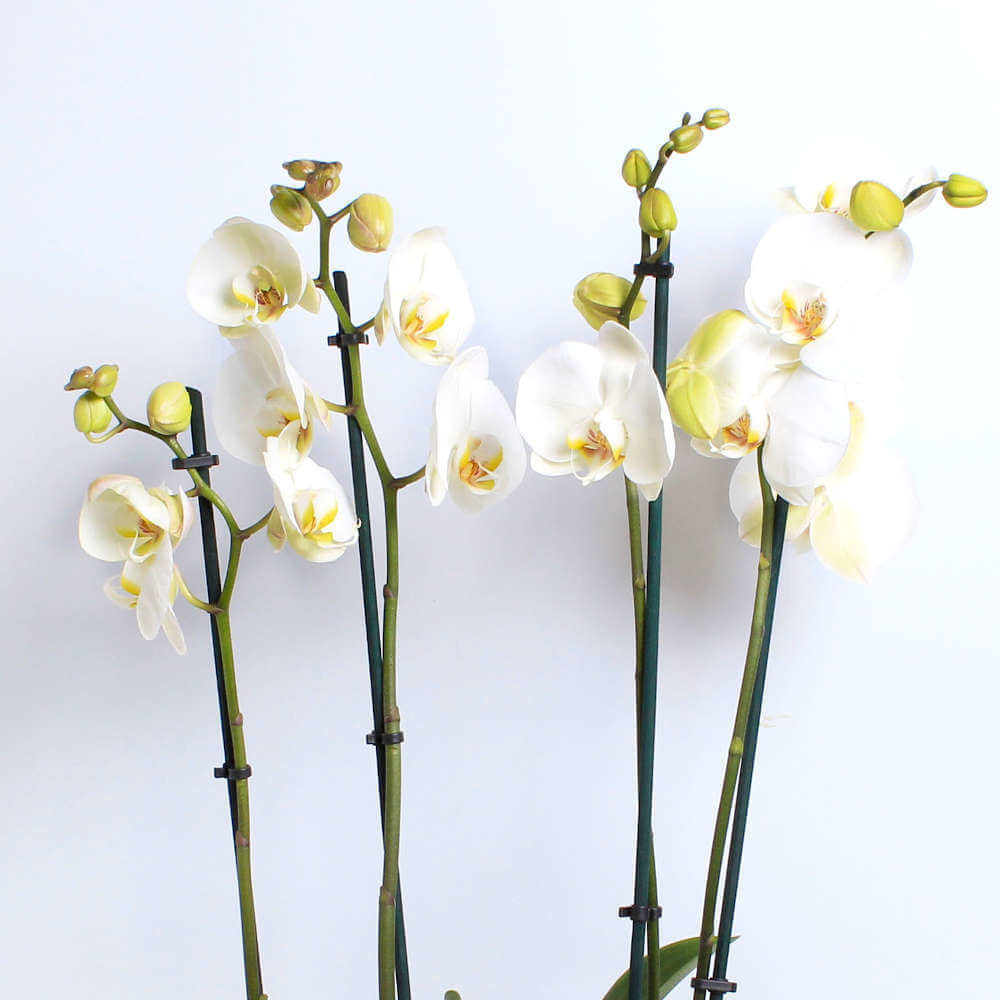 Ivory Orchid Planter